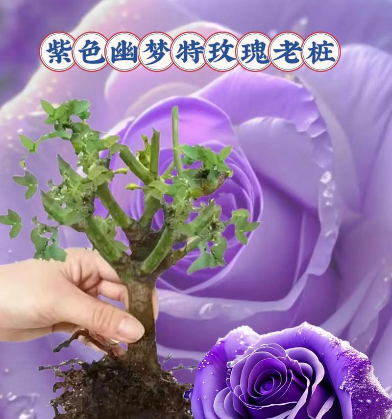紫色玫瑰花根部栽种方法是什么？