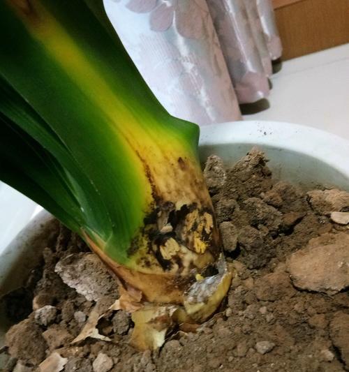 君子兰新芽黄叶怎么办？