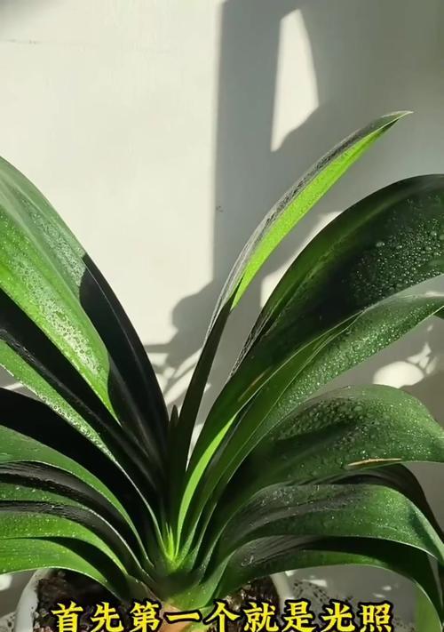 君子兰黄斑病的防治方法是什么？