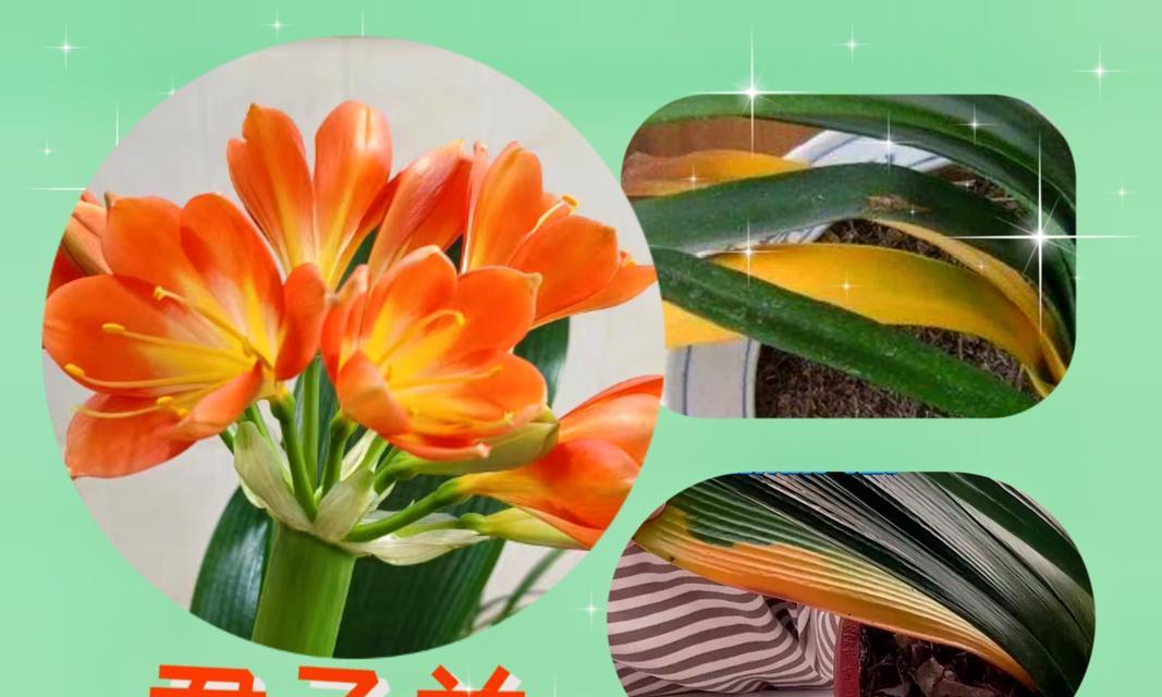 君子兰黄斑病的防治方法是什么？