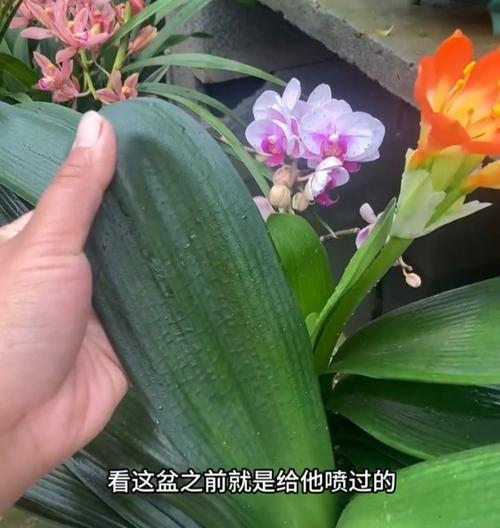 君子兰黄斑病的防治方法是什么？