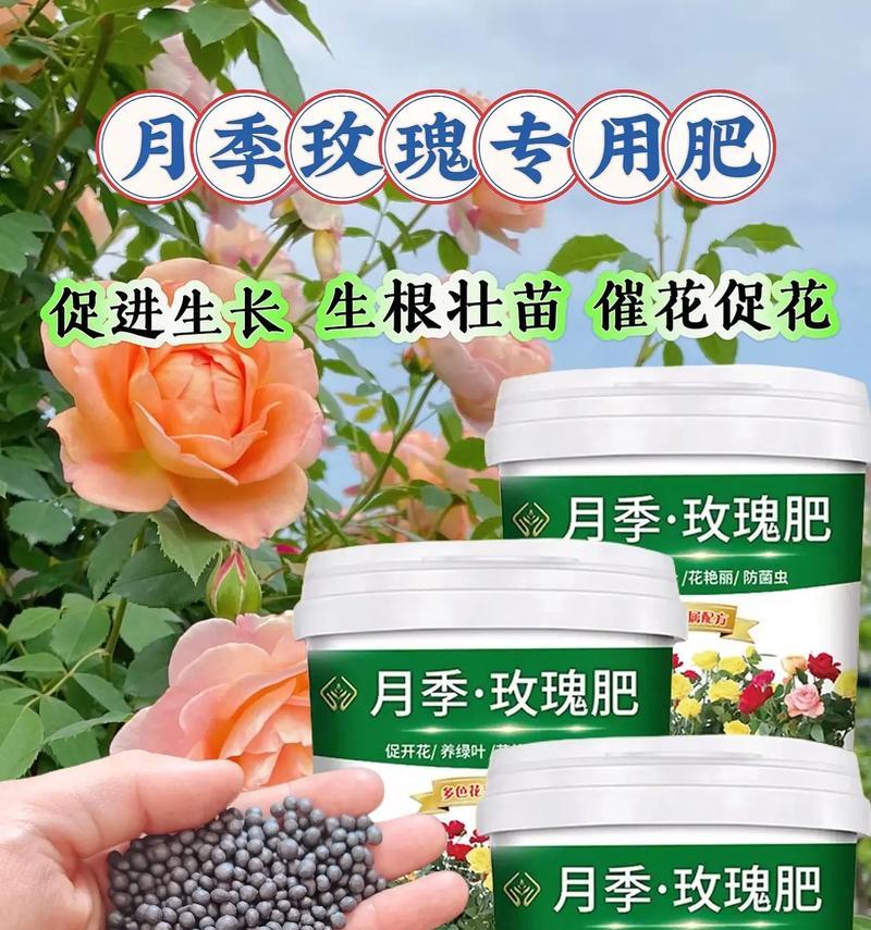 玫瑰花爆芽时应使用哪种肥料？怎样施肥最适宜？