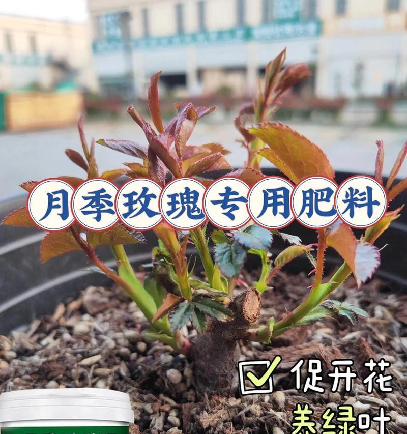 玫瑰花爆芽时应使用哪种肥料？怎样施肥最适宜？