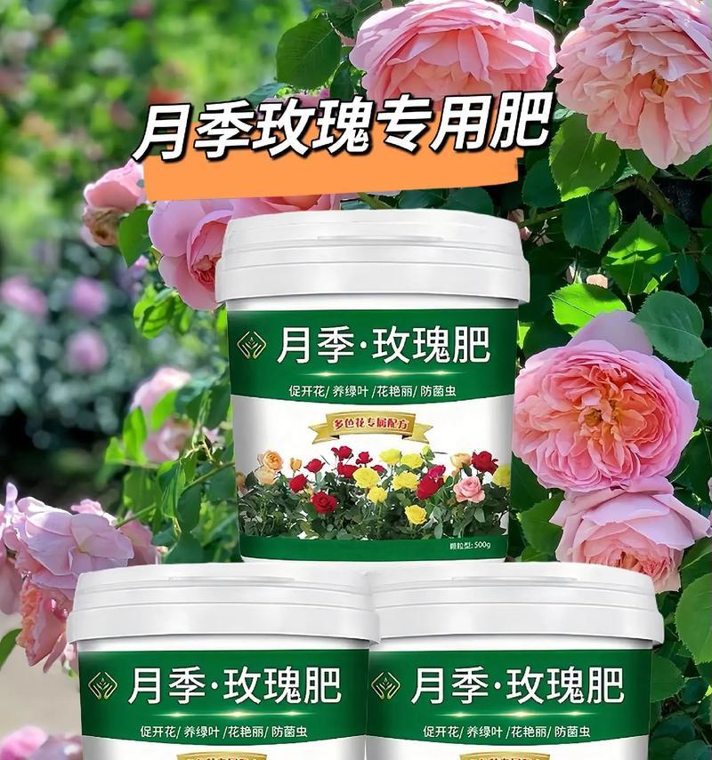 玫瑰花爆芽时应使用哪种肥料？怎样施肥最适宜？