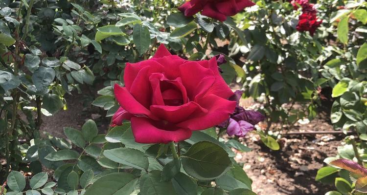 玫瑰花在室外种植的花期有多长？如何延长花期？