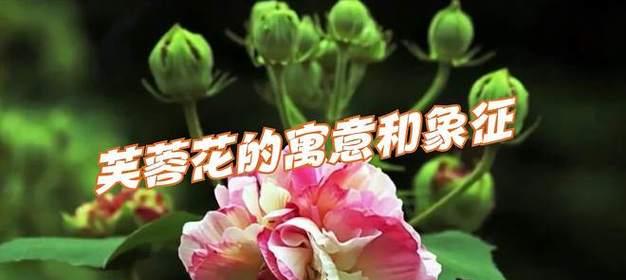 哪些花的花语含有邪恶寓意？花语背后的含义是什么？