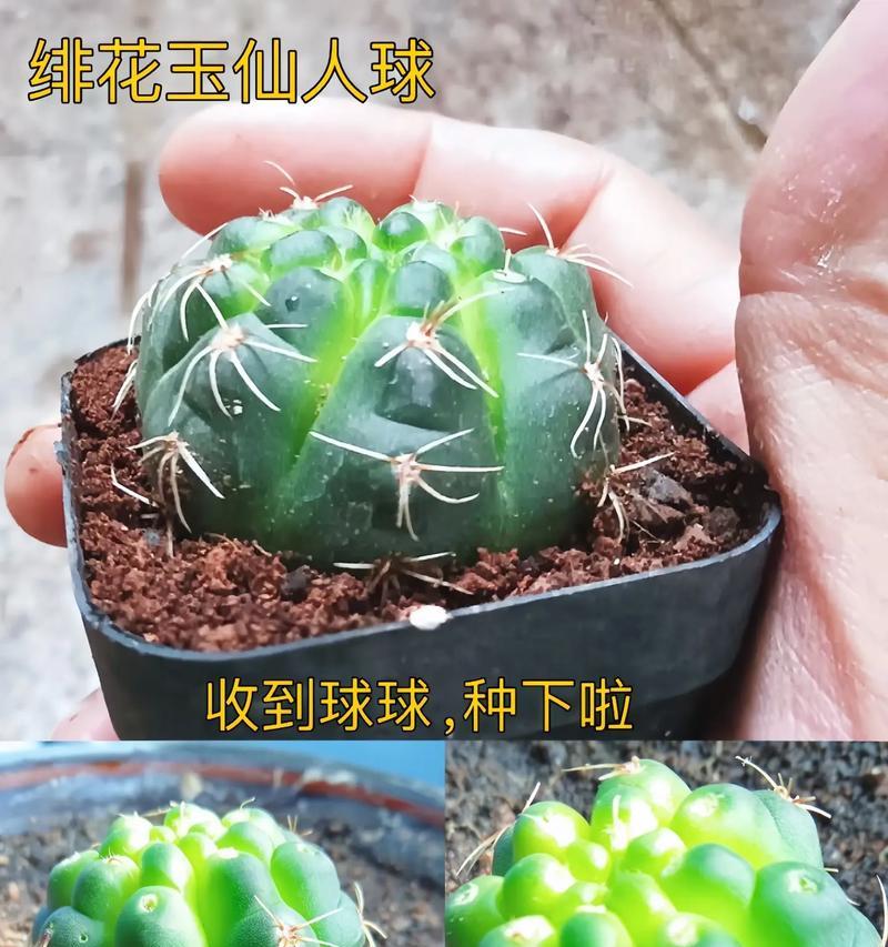 暗室内能养仙人球花吗？暗室养护仙人球花的方法是什么？