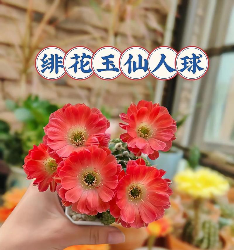 暗室内能养仙人球花吗？暗室养护仙人球花的方法是什么？