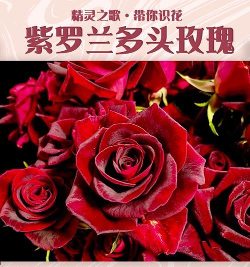 19朵酒红色玫瑰花语是什么？酒红色玫瑰的特别含义是什么？