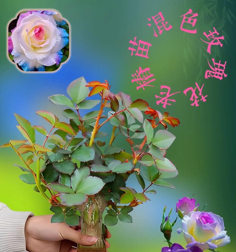 种玫瑰花四季玫瑰怎么种？需要哪些特别的养护技巧？