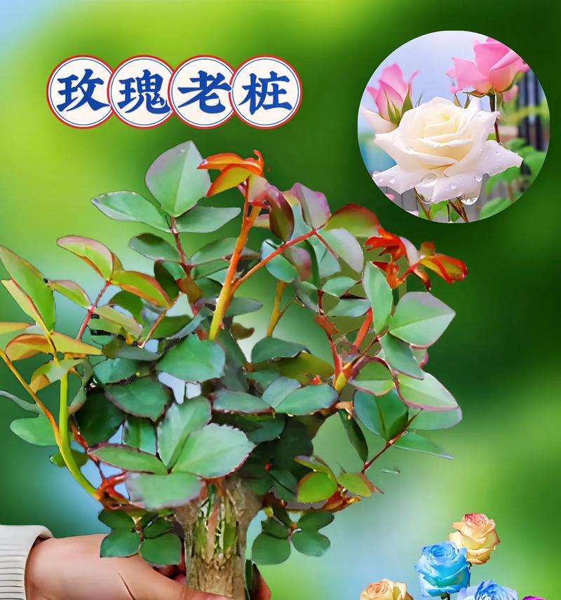 种玫瑰花四季玫瑰怎么种？需要哪些特别的养护技巧？