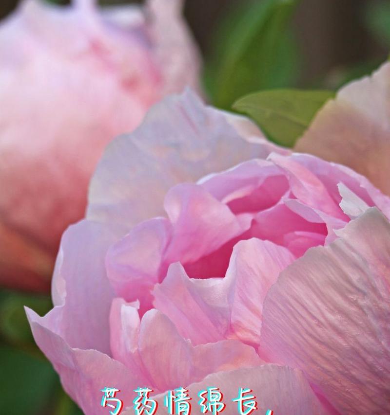 哪种花代表永远相爱？