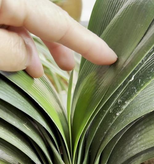 君子兰叶子去除后会怎样？这样做对植物有什么影响？