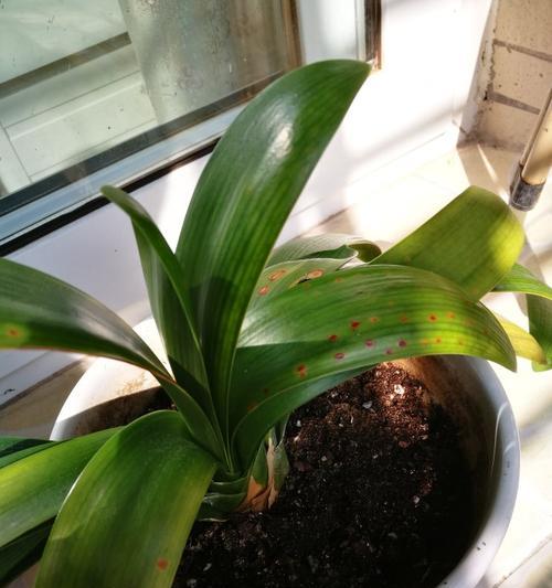 君子兰叶子去除后会怎样？这样做对植物有什么影响？