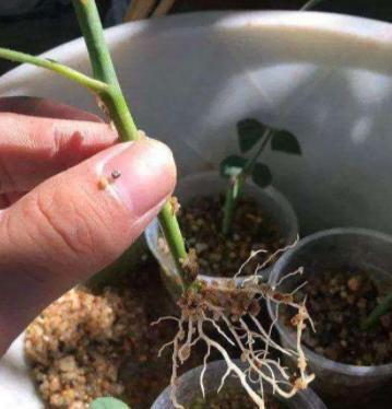 蛭石生根仙人球的养殖技巧？