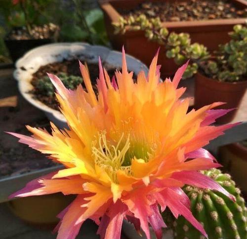 仙人球如何才能多开花？