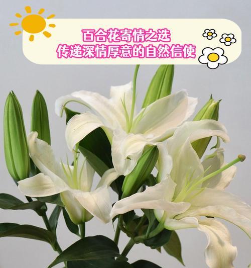 春天送给女性的花语是什么？它传递了哪些情感？
