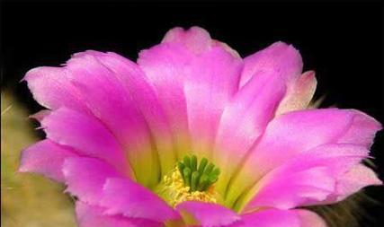 仙人球如何才能多开花？