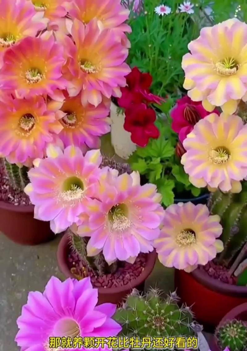 仙人球如何才能多开花？