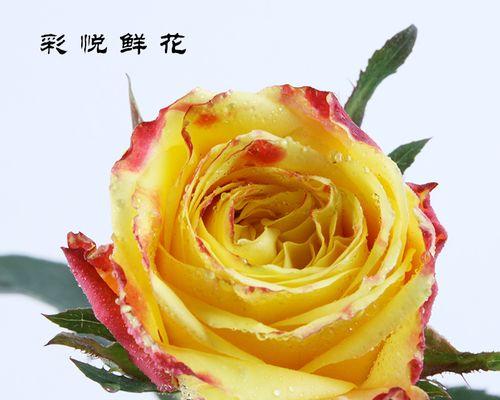 黄色巨型玫瑰永生花的花语是什么？它在送礼时传达了什么信息？