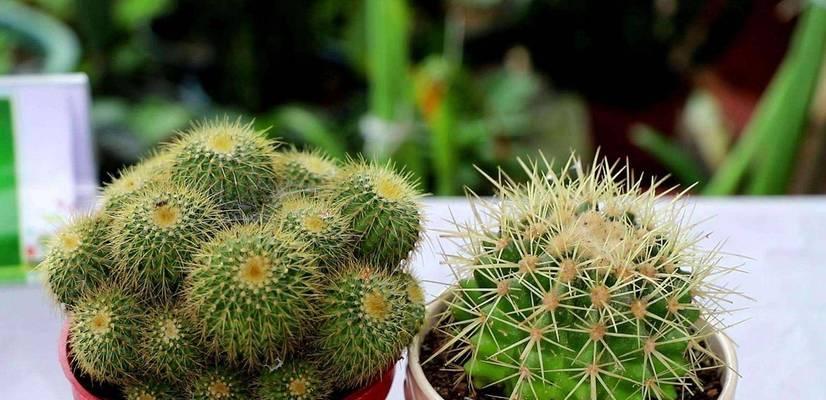 头上长仙人球的植物是什么？