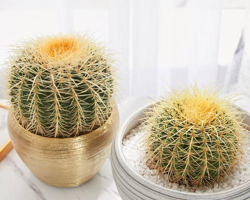 头上长仙人球的植物是什么？