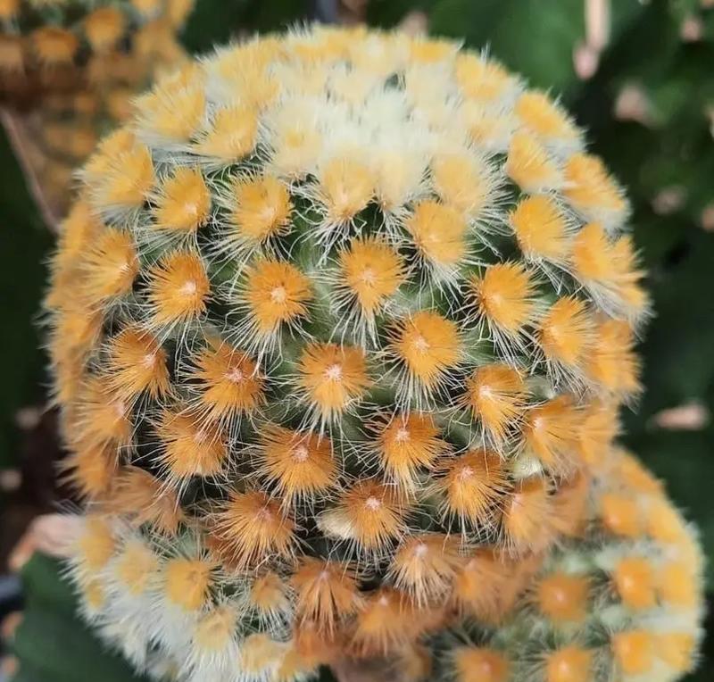 头上长仙人球的植物是什么？