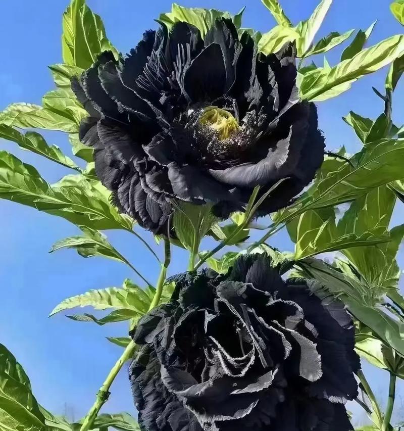 哪种花的花语既黑暗又美好？