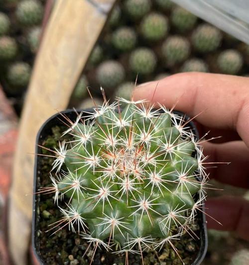 仙人球肥料如何选择品种？哪种肥料最适合仙人球？
