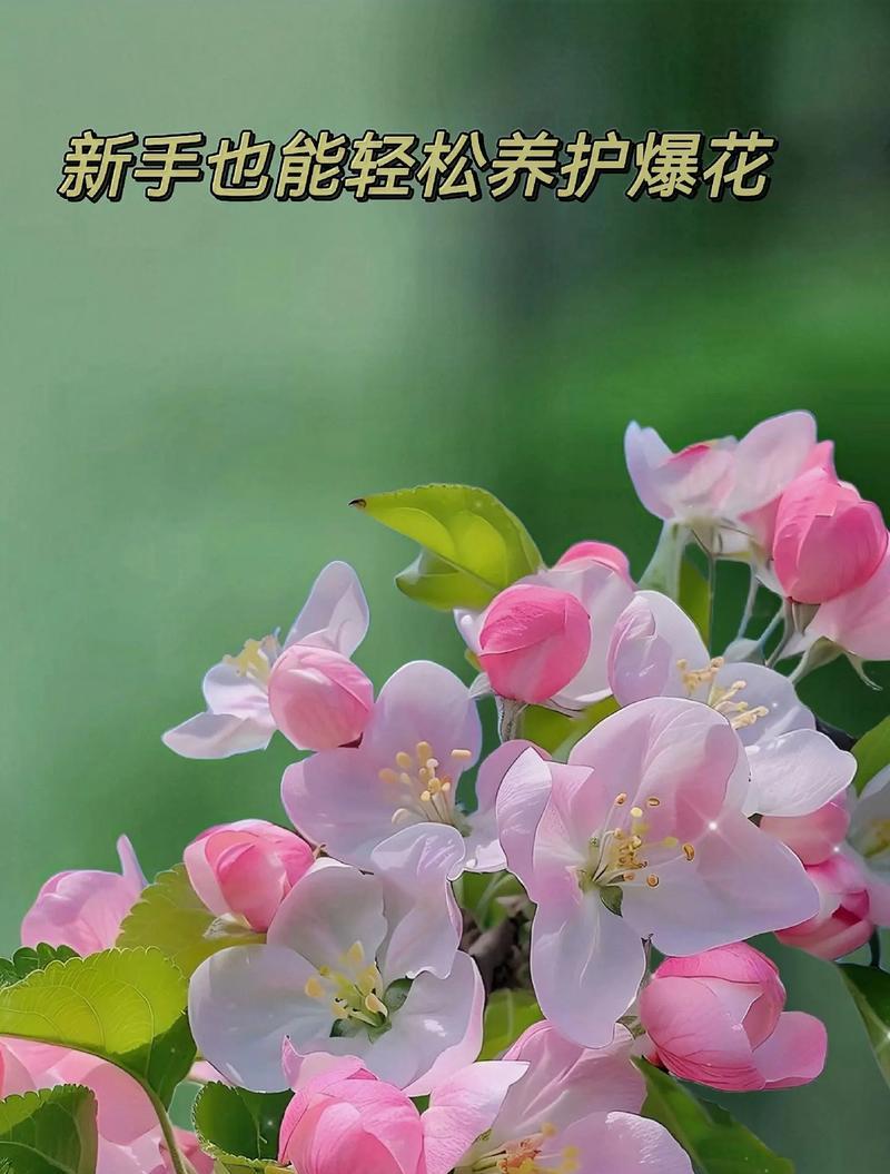 海棠花语和寓意是什么意思啊？海棠花在花语中有哪些含义？