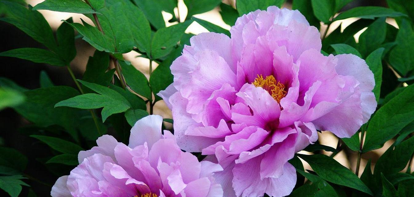 牡丹花不开花是为什么？阳台养护需要注意什么？