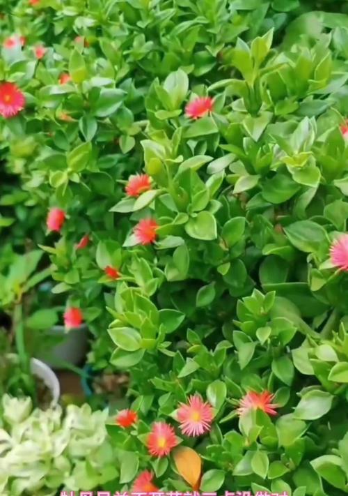 牡丹花不开花是为什么？阳台养护需要注意什么？