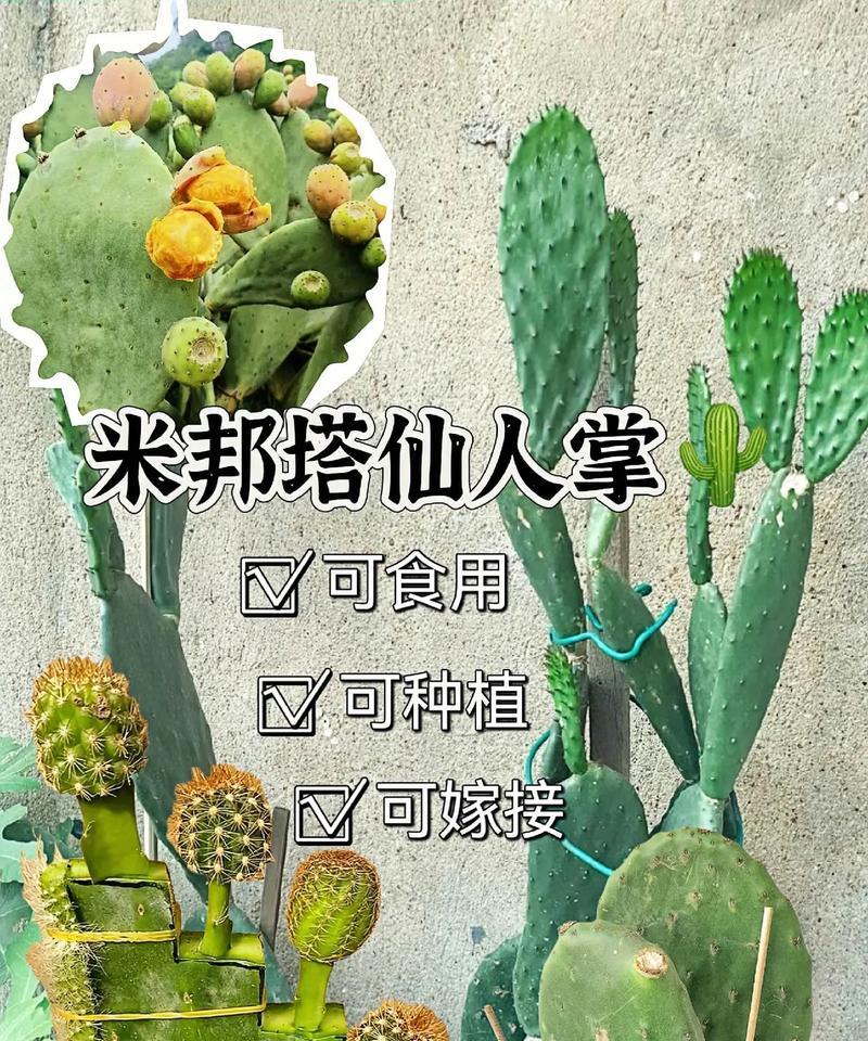 仙人掌嫁接的正确步骤和注意事项是什么？