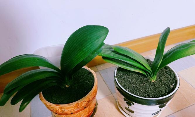 大盆君子兰带盆土怎么养？有哪些特别的养护技巧？