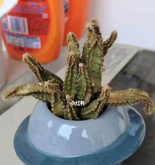 圆形仙人掌的浇水方法是什么？怎样才能避免浇水过多或过少？