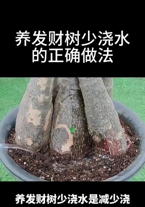圆形仙人掌的浇水方法是什么？怎样才能避免浇水过多或过少？