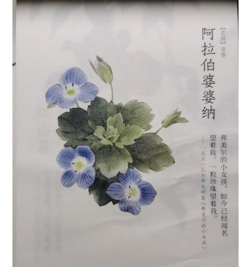 日历上的花语是如何确定的？