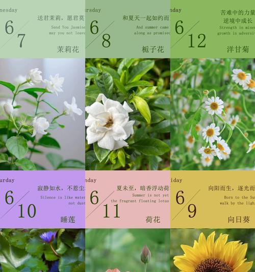 日历上的花语是如何确定的？