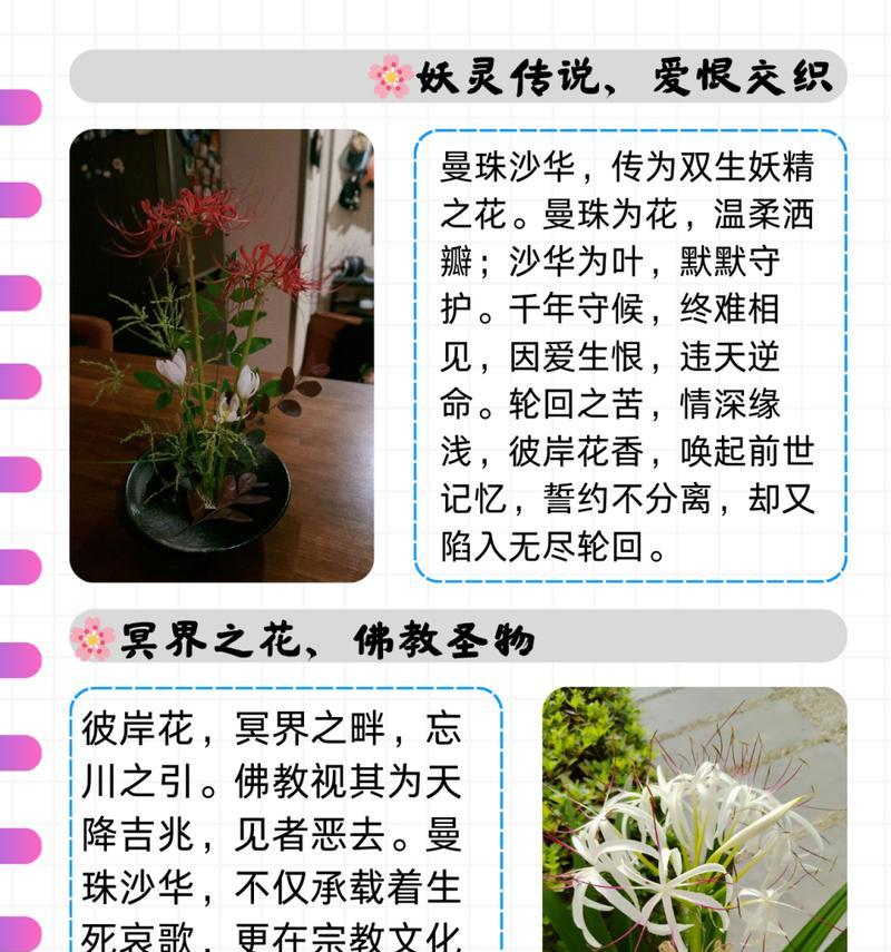 彼岸花花语是什么？彼岸花在花语中代表了什么？