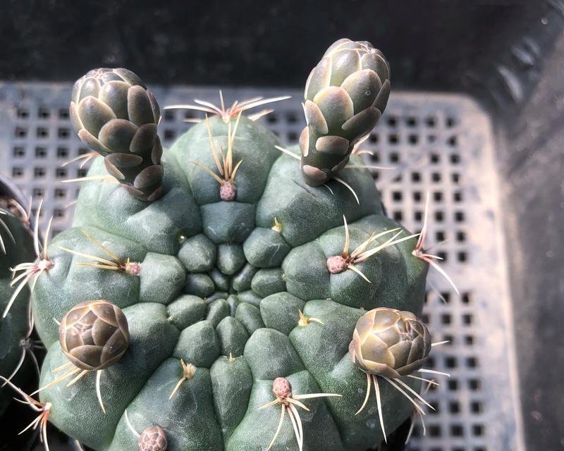 很圆的仙人球是什么品种？很圆的仙人球有哪些品种？