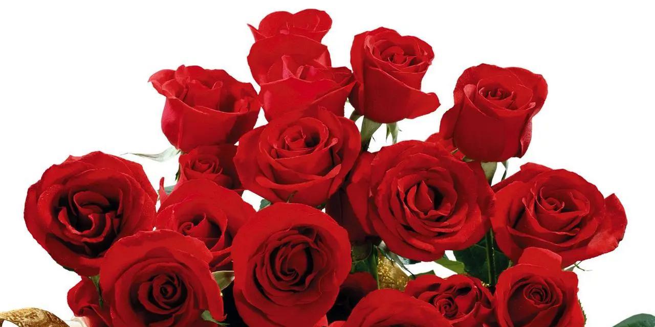 红玫瑰的花语15朵代表什么？15朵红玫瑰的含义是什么？