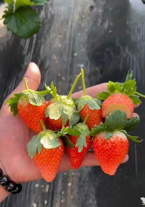 大黄蜂草莓的花语有何特殊含义？
