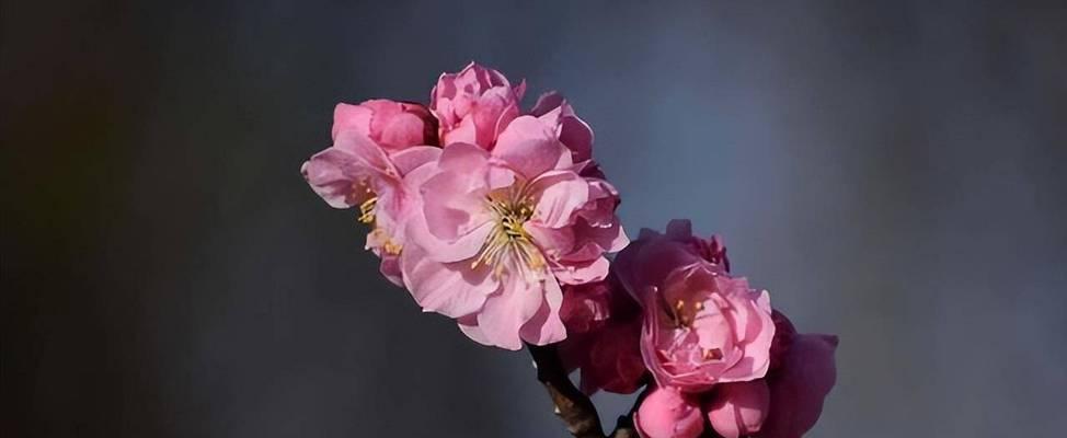 粉色的腊梅花语代表什么？粉色腊梅的含义是什么？