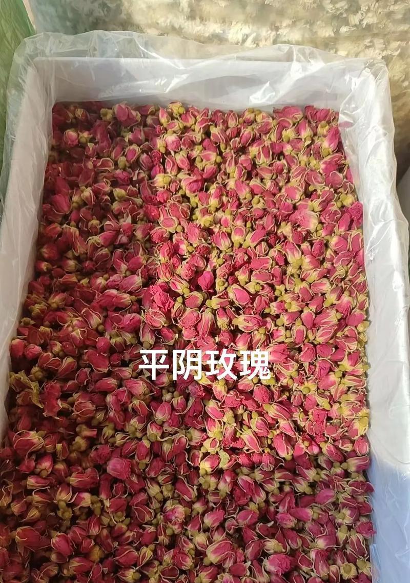 新玫瑰花的命名背后有何深意？