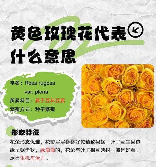 新玫瑰花的命名背后有何深意？