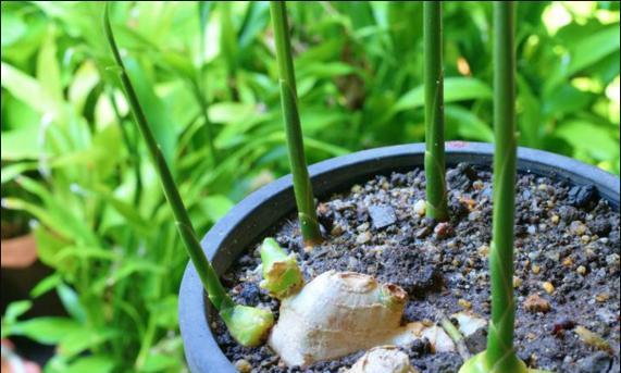 紫云罗汉山影仙人球的种植技巧有哪些？如何进行有效管理？