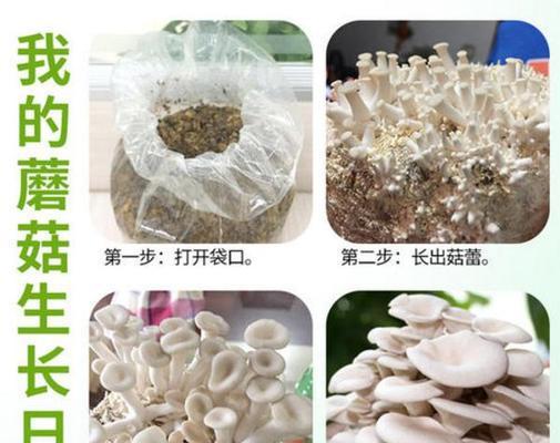 紫云罗汉山影仙人球的种植技巧有哪些？如何进行有效管理？