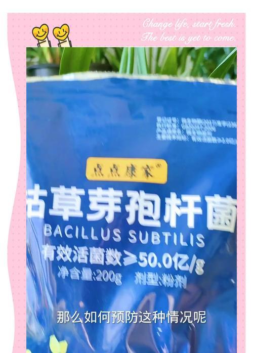 君子兰叶子内卷原因？如何预防和解决？