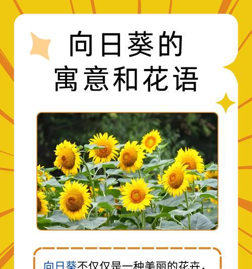 福寿花的寓意和花语是什么？