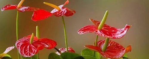 福寿花的寓意和花语是什么？